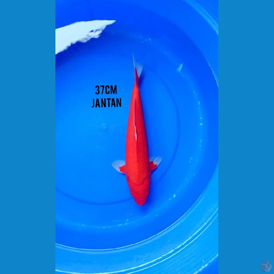 37Cm #AKA HAJIRO JANTAN