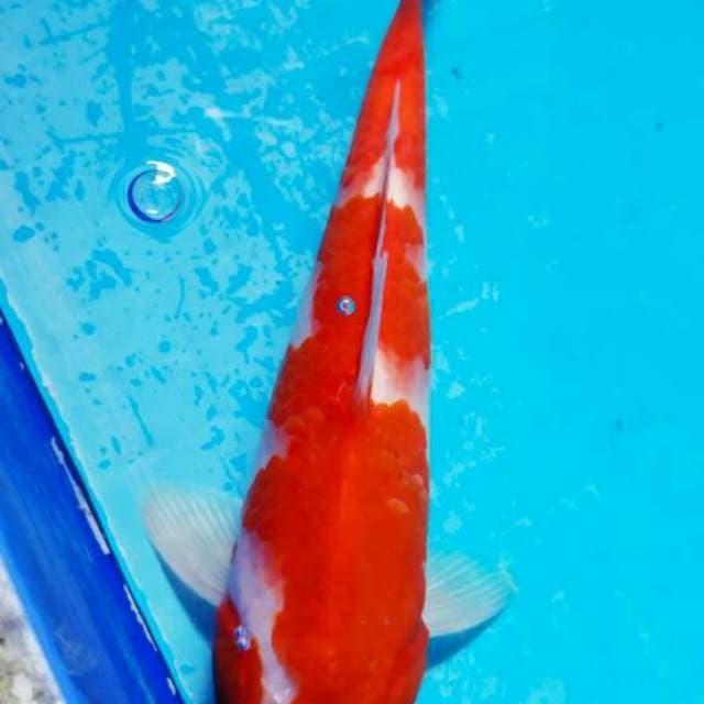 Kohaku