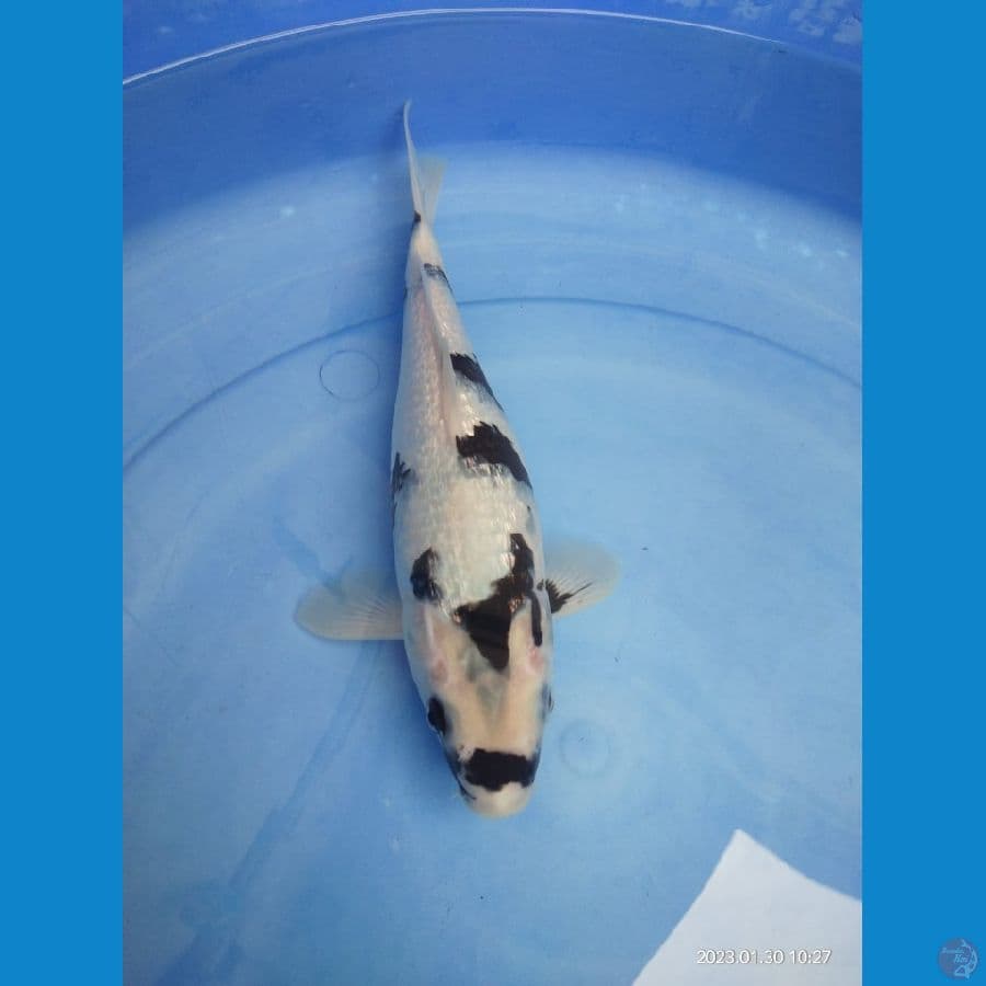 shiro ginrin 30cm