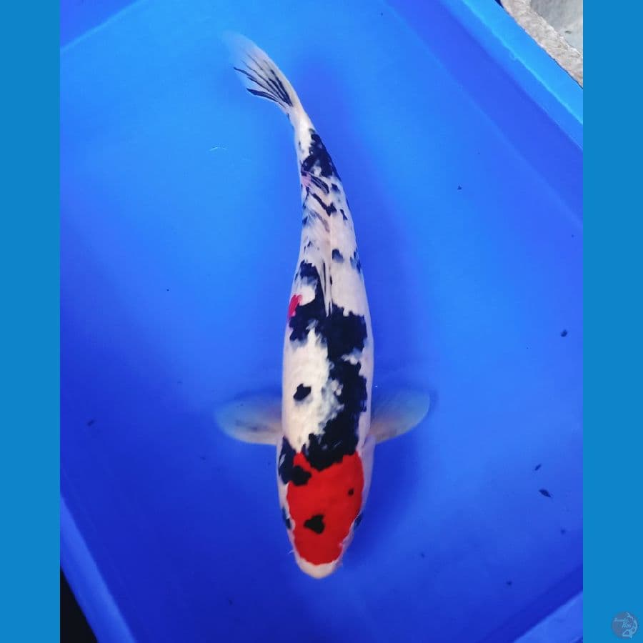 Tancho showa merah orie 43cm