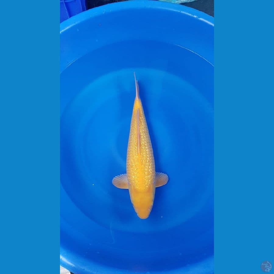 Karasi male 49cm fuull ginrin ready show bodi munuk