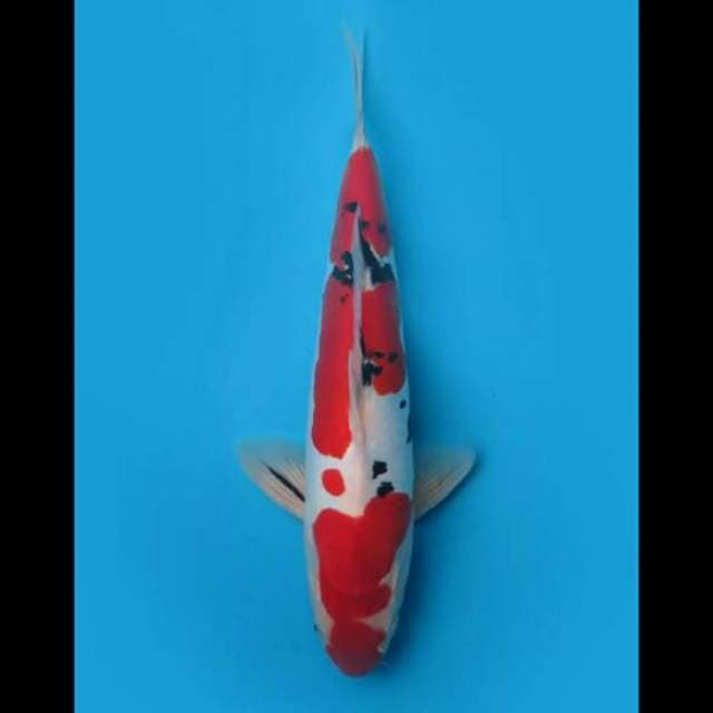 32cm Male - Red Sanke Doitsu Murni Sq