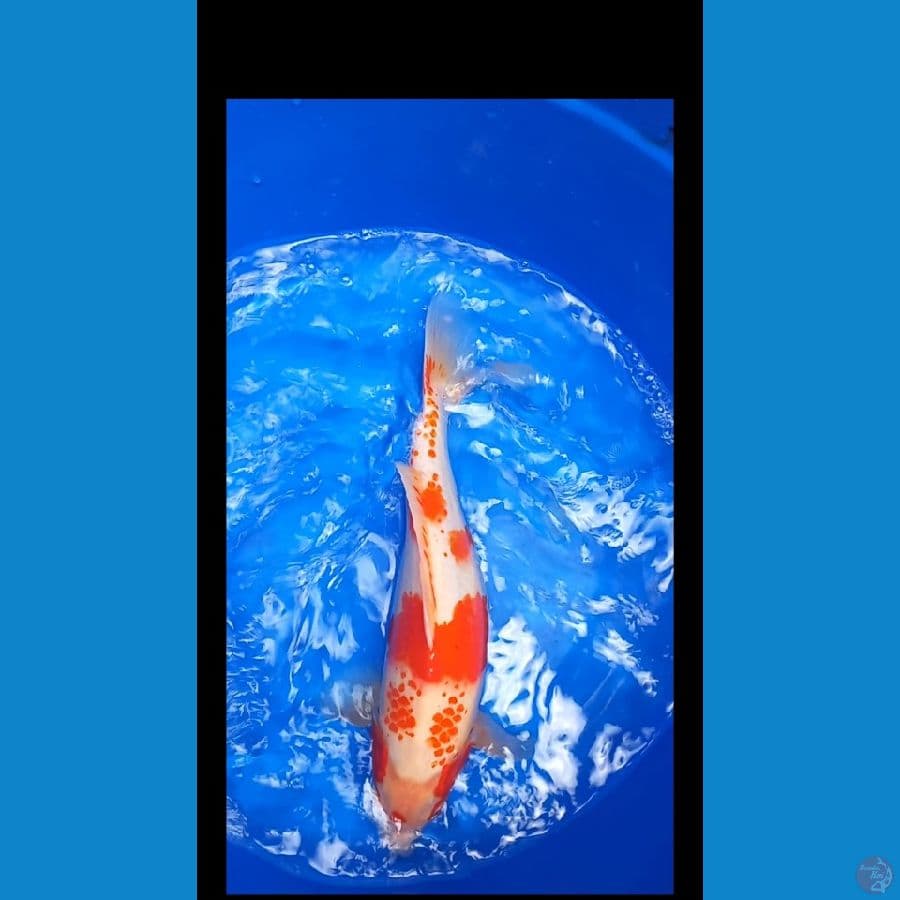 kohaku 50cm b.u