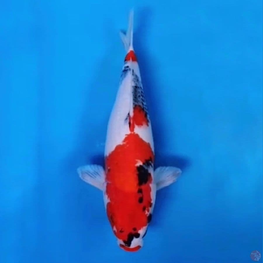 JUMBO SHOWA tategoi 45cm
