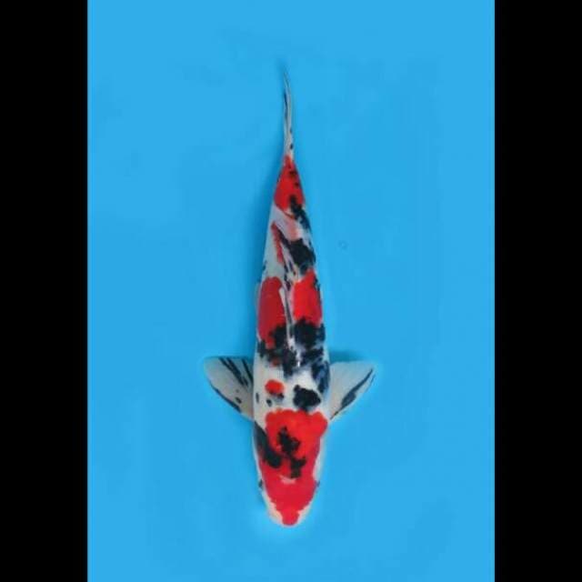 30cm Male - Super Red Sanke