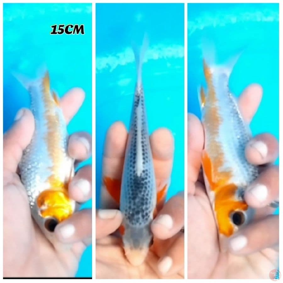 Asagi 15 Male