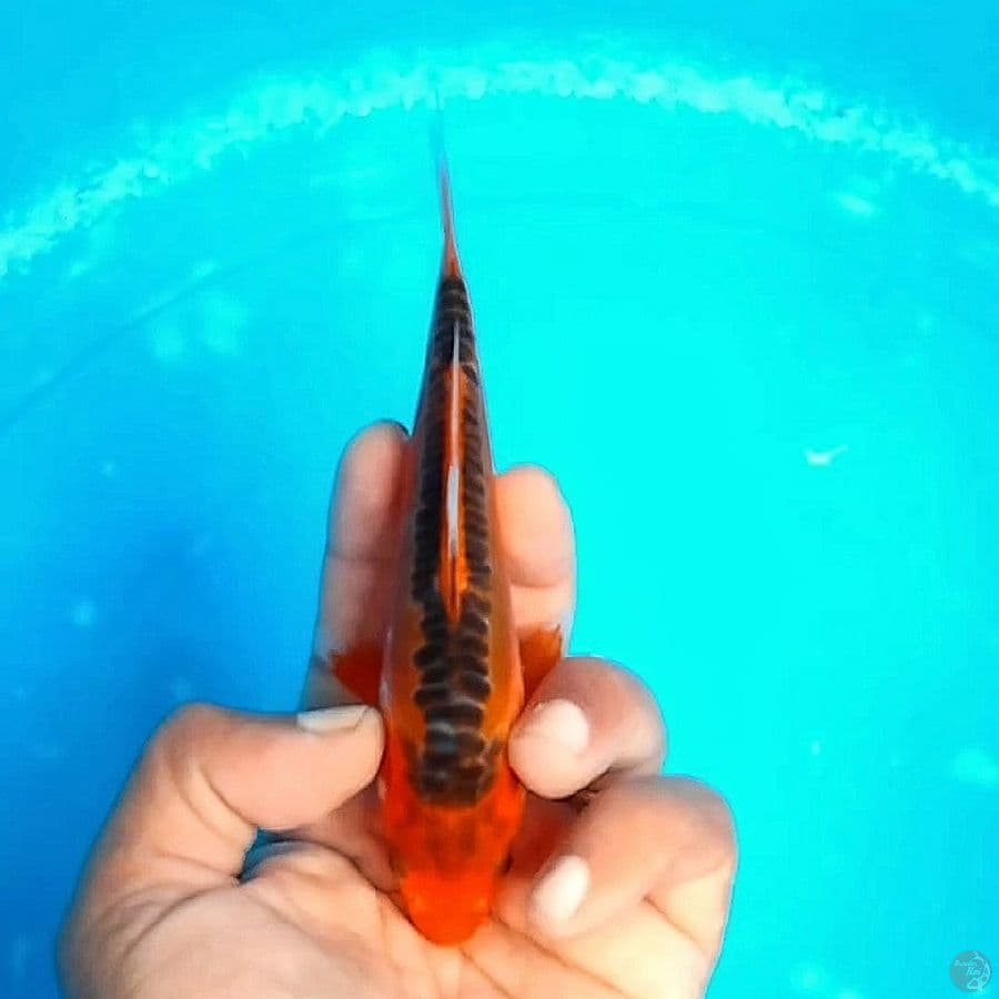 MIZUHO 15 Male