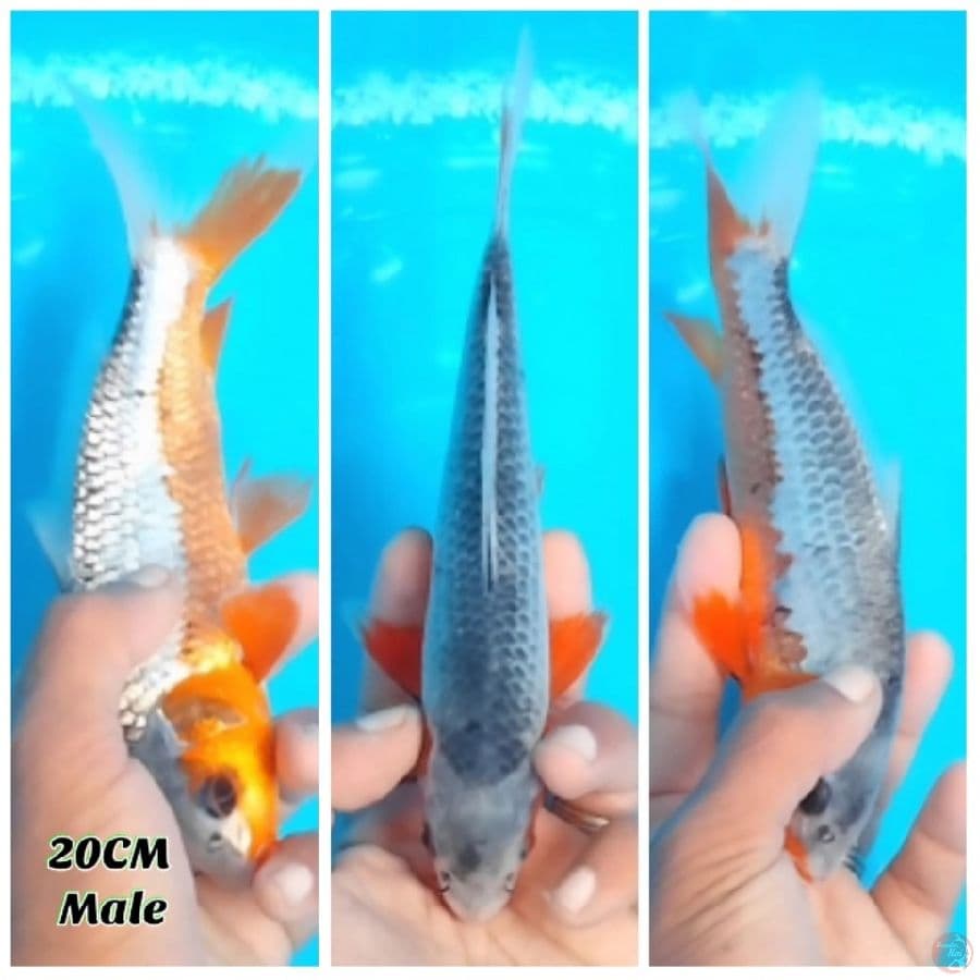 Asagi 20 Male