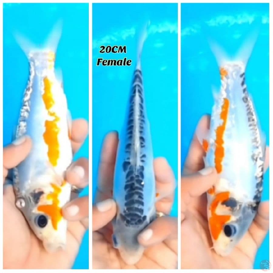 Hana Shusui 20 FM