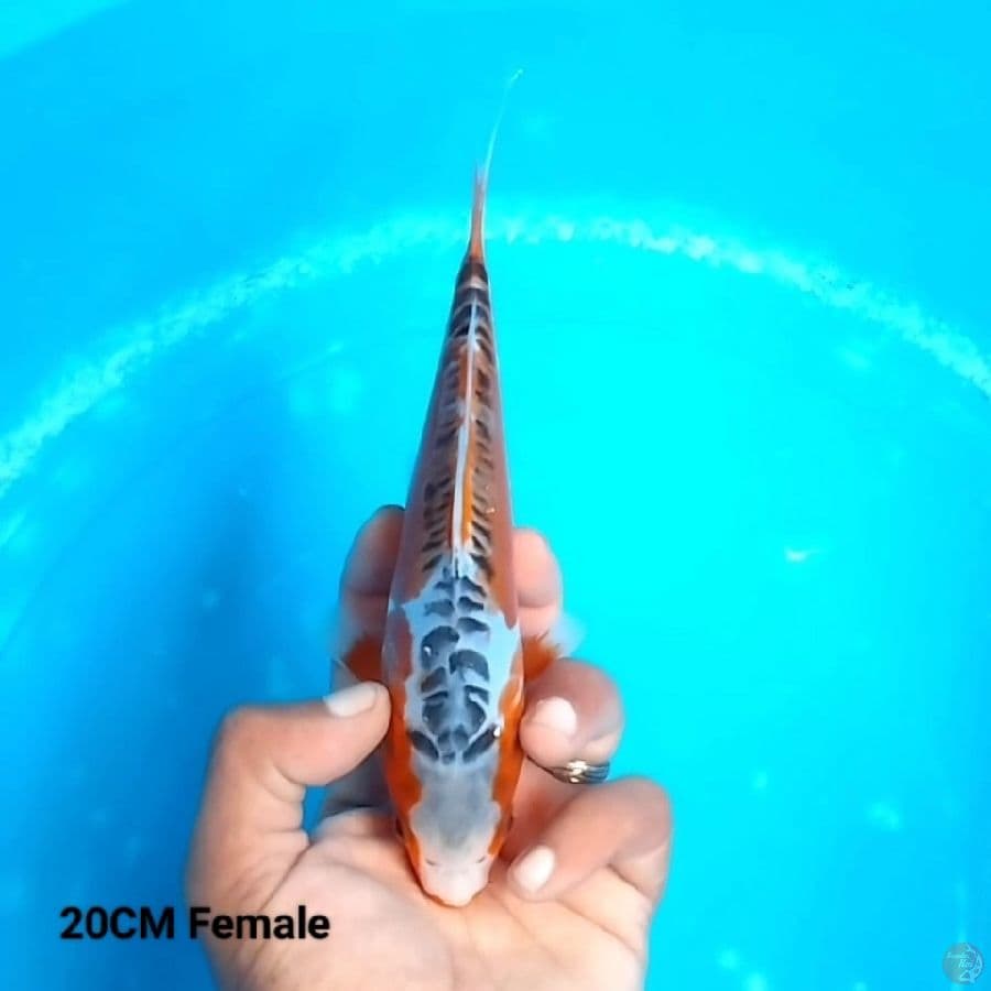 Hana Shusui 20 FM