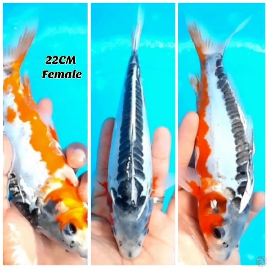Hana Shusui 22 FM