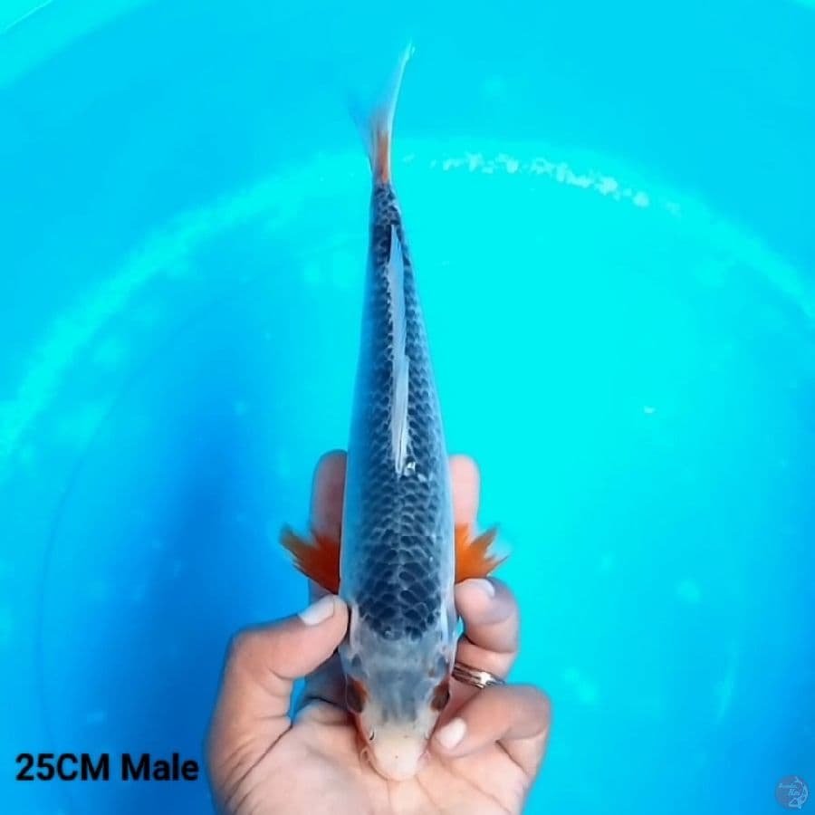 Ring Rapi Asagi 25 Male