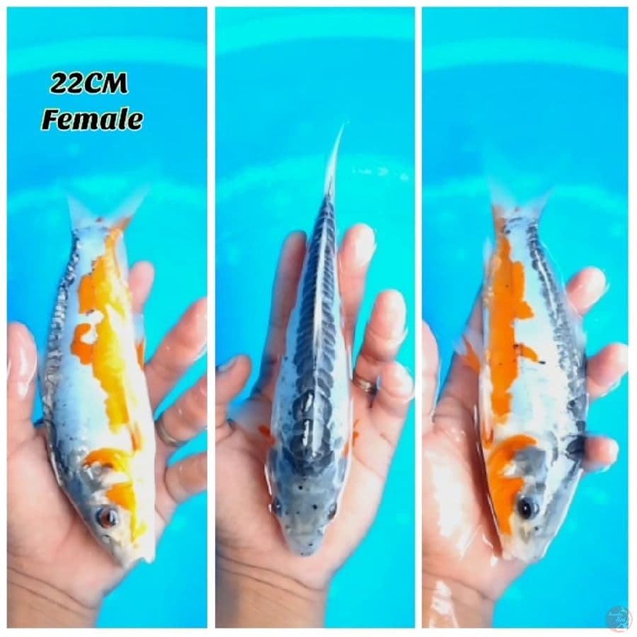 Hana Shusui 22 FM