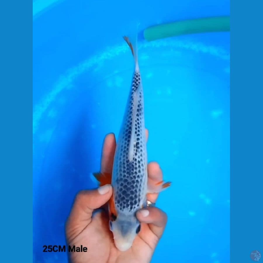 Konjo Asagi 25 Male