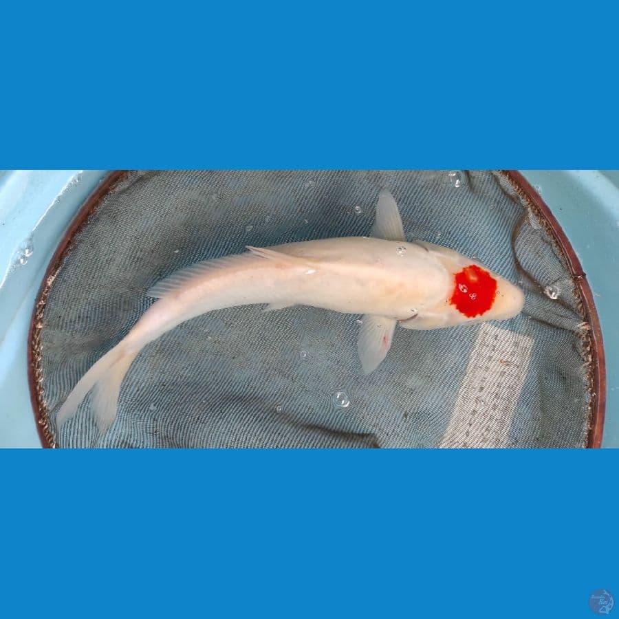 kohaku doit tanco 36cm berpunuk
