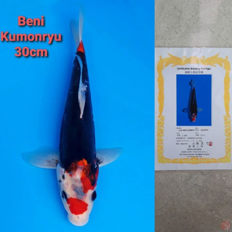 KOKAI BENI KUMONRYU 30CM