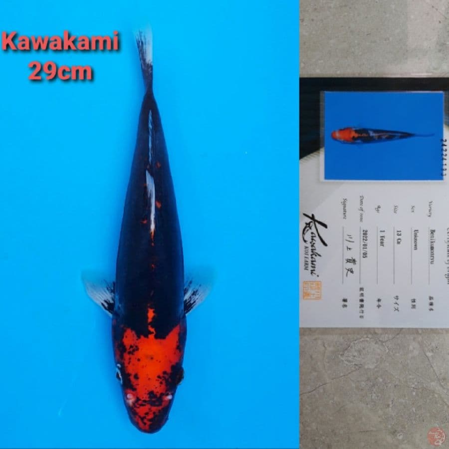 KAWAKAMI BENI KUMONRYU 29CM SERTI