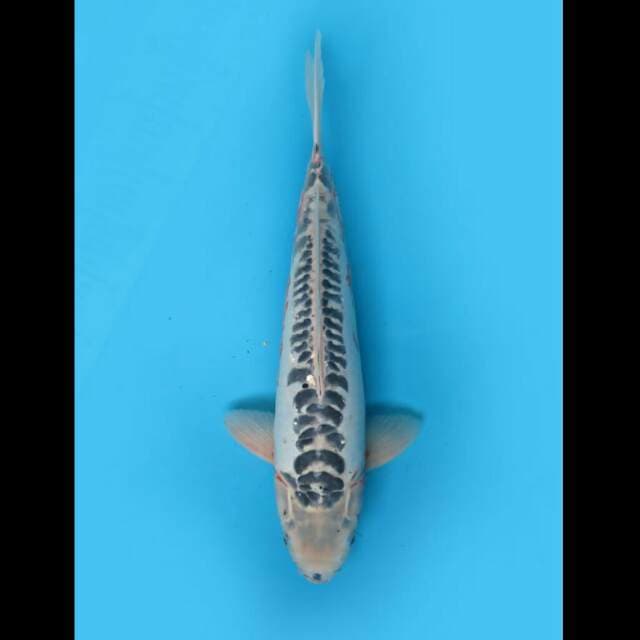 41cm Male - Jumbo Shusui