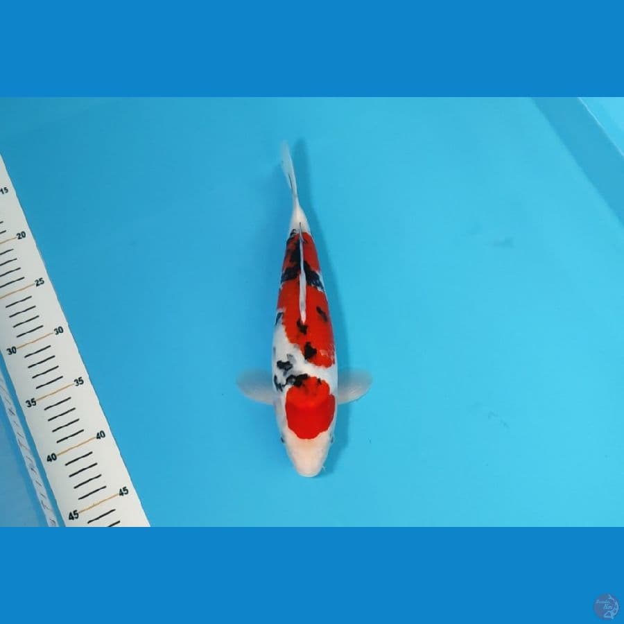 SANKE HQ 29 CM - MALE