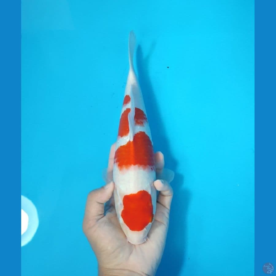 KOHAKU 30 CM - FEEMALE