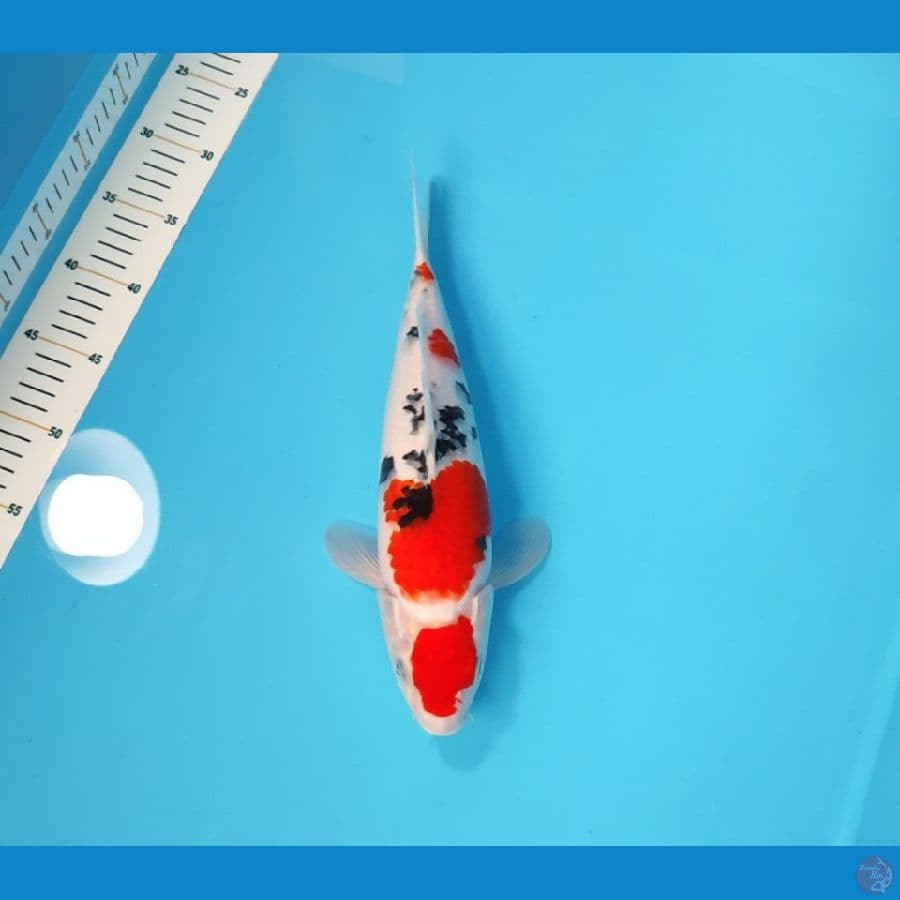 SANKE 33 CM - FEEMALE