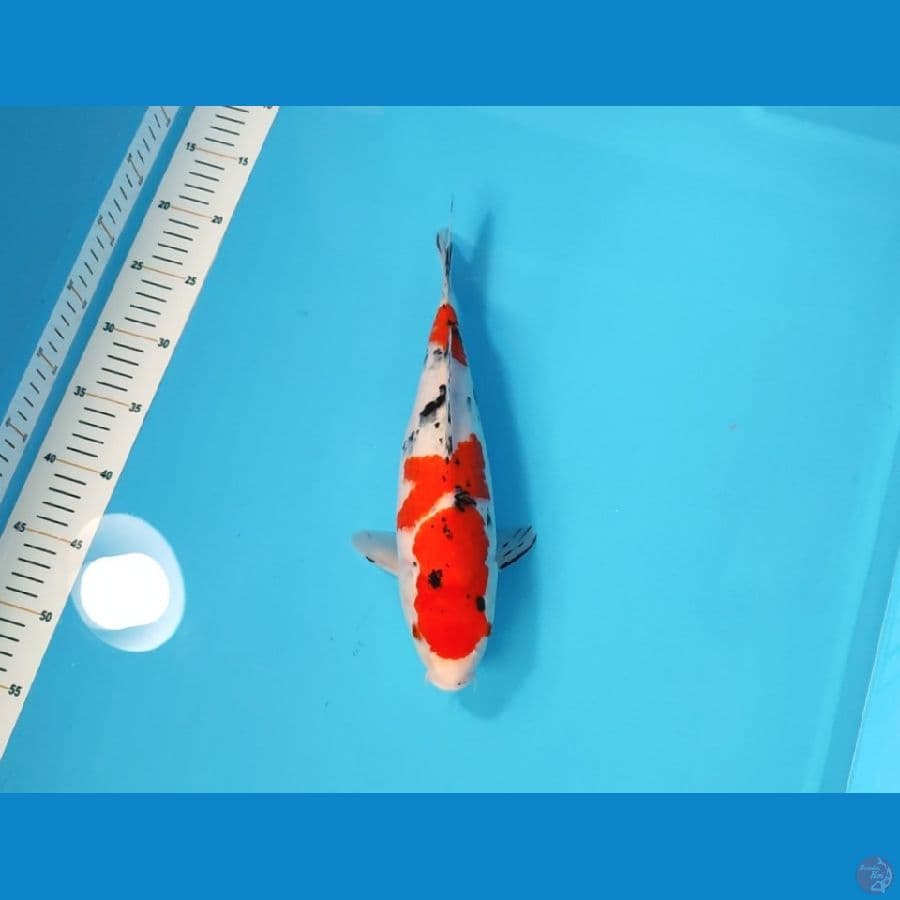 SANKE 32 CM - FEEMALE