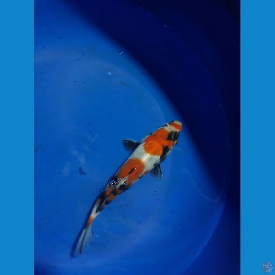 SHOWA KUCHIBENI 17cm