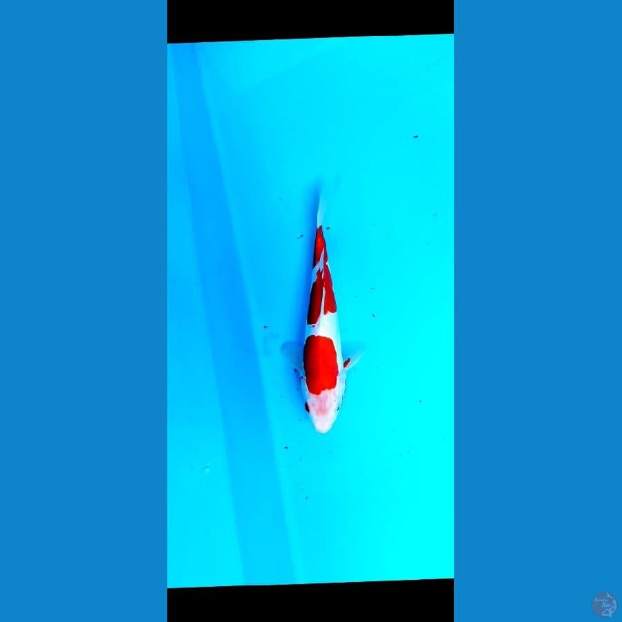kohaku doit 25 cm