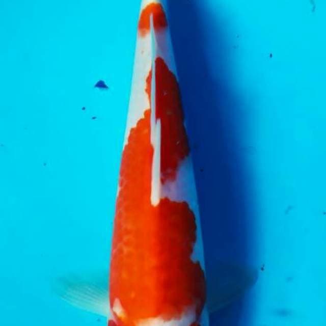 Kohaku 3