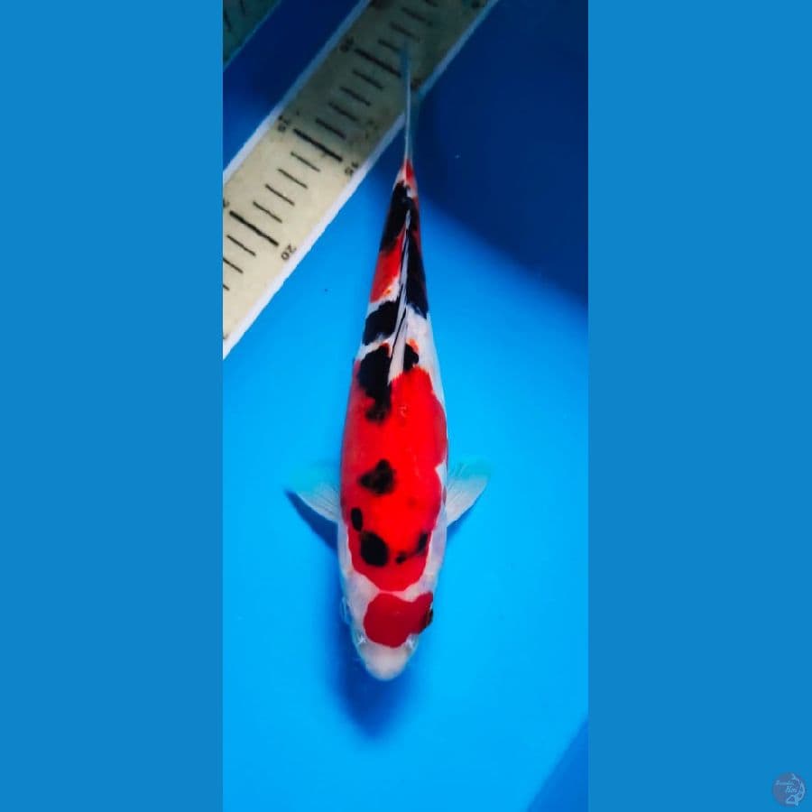 sanke doith male 25cm