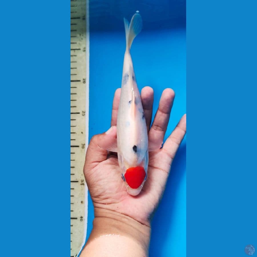 tanco sanke 21cm