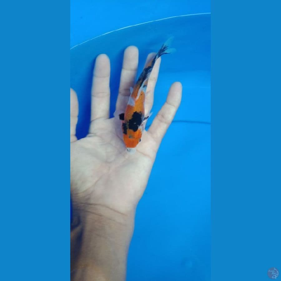 showa 12 cm