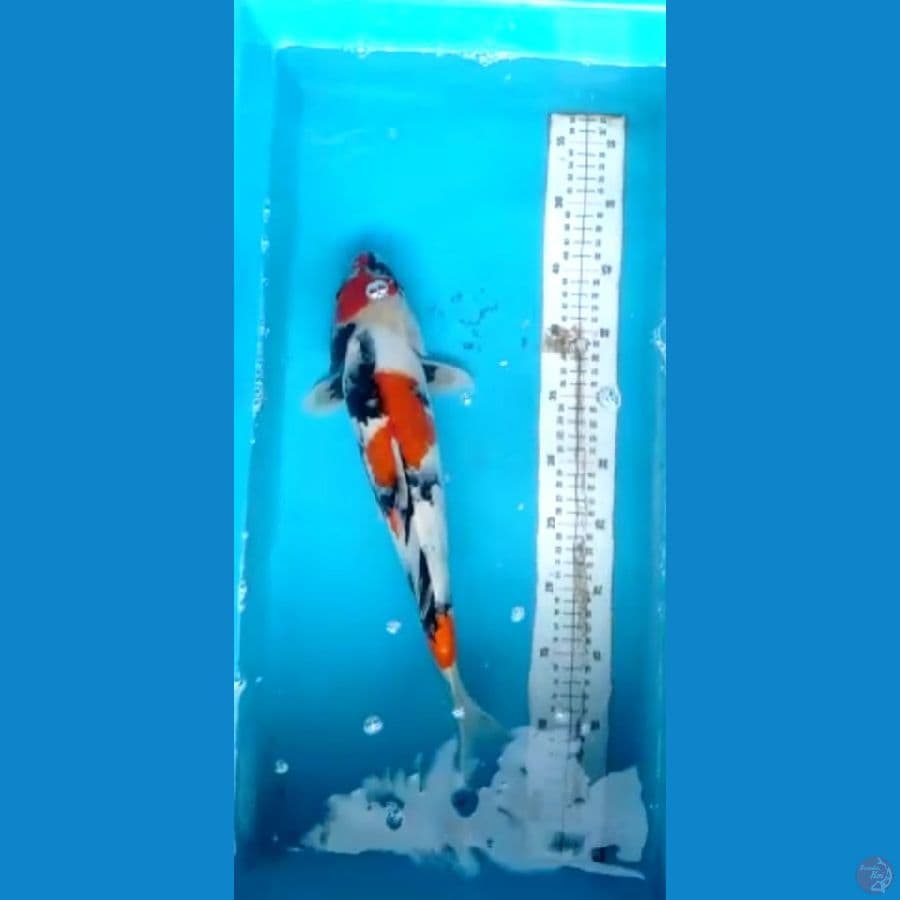 Showa sisik calon induk 40cm