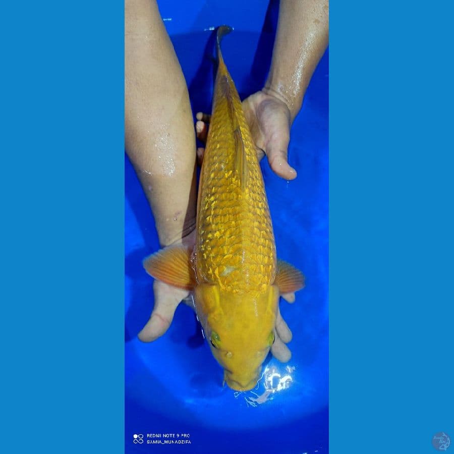 Midori gindrin. 50 bu
