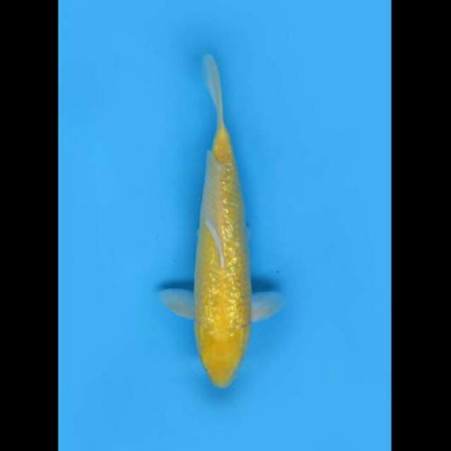40cm Female - Prospek Jumbo Karasi Ginrin Bersih