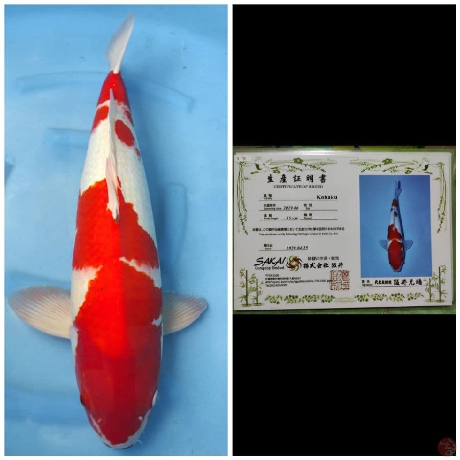 Sakai Jumbo Kohaku