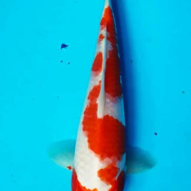 Kohaku 4