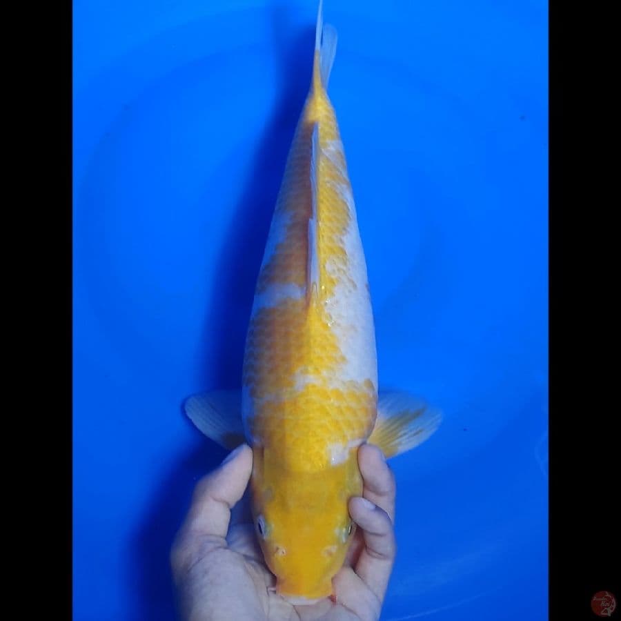LANGKA , Karasi Koyo 40cm