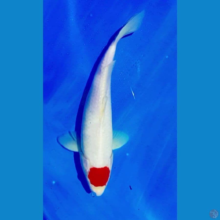 Tancho ori 32 cm male