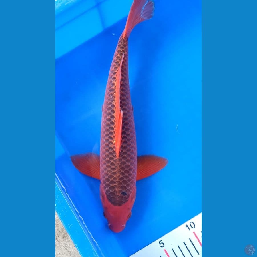 Akamatsuba 36cm Jantan