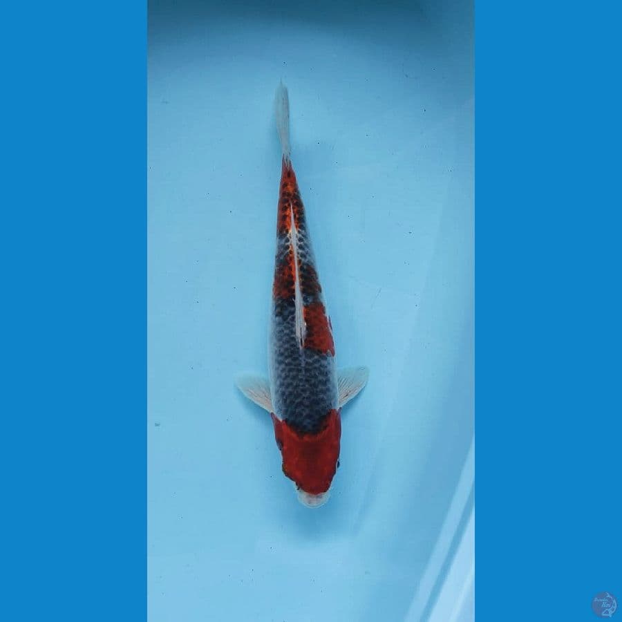 MARUTEN GOSHIKI ORI 33cm ®