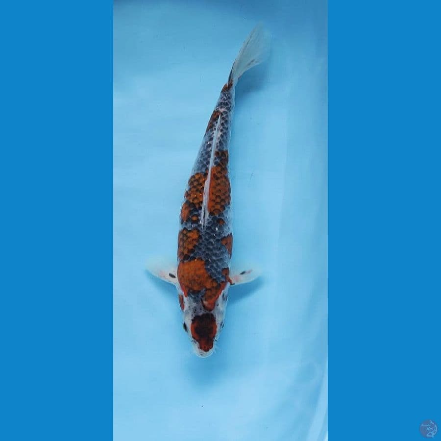 MARUTEN KOROMO GOSHIKI 36cm