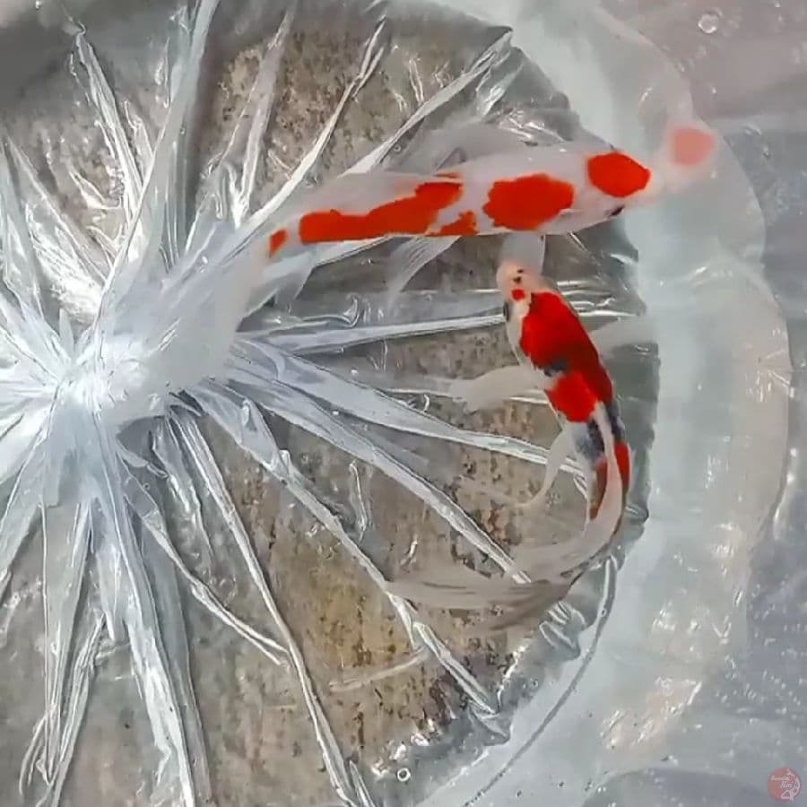 2 KUMPAY MARUTEN KOHAKU &SHOWA . 20BU