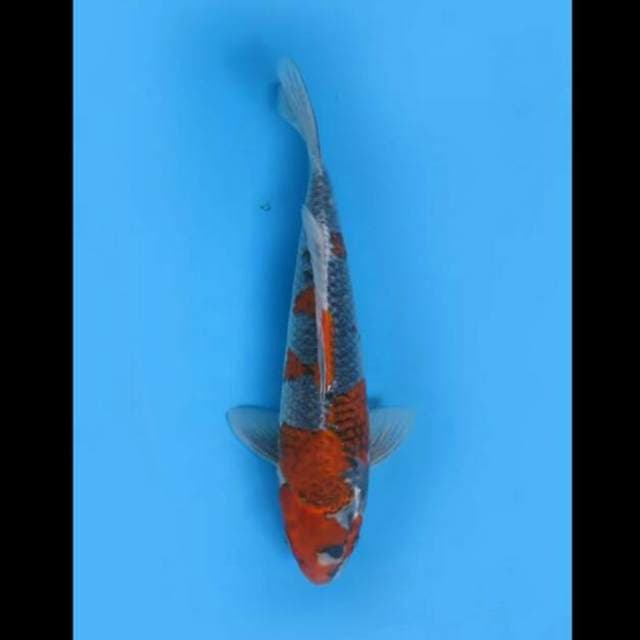 42cm Female - Jumbo Goshiki F1