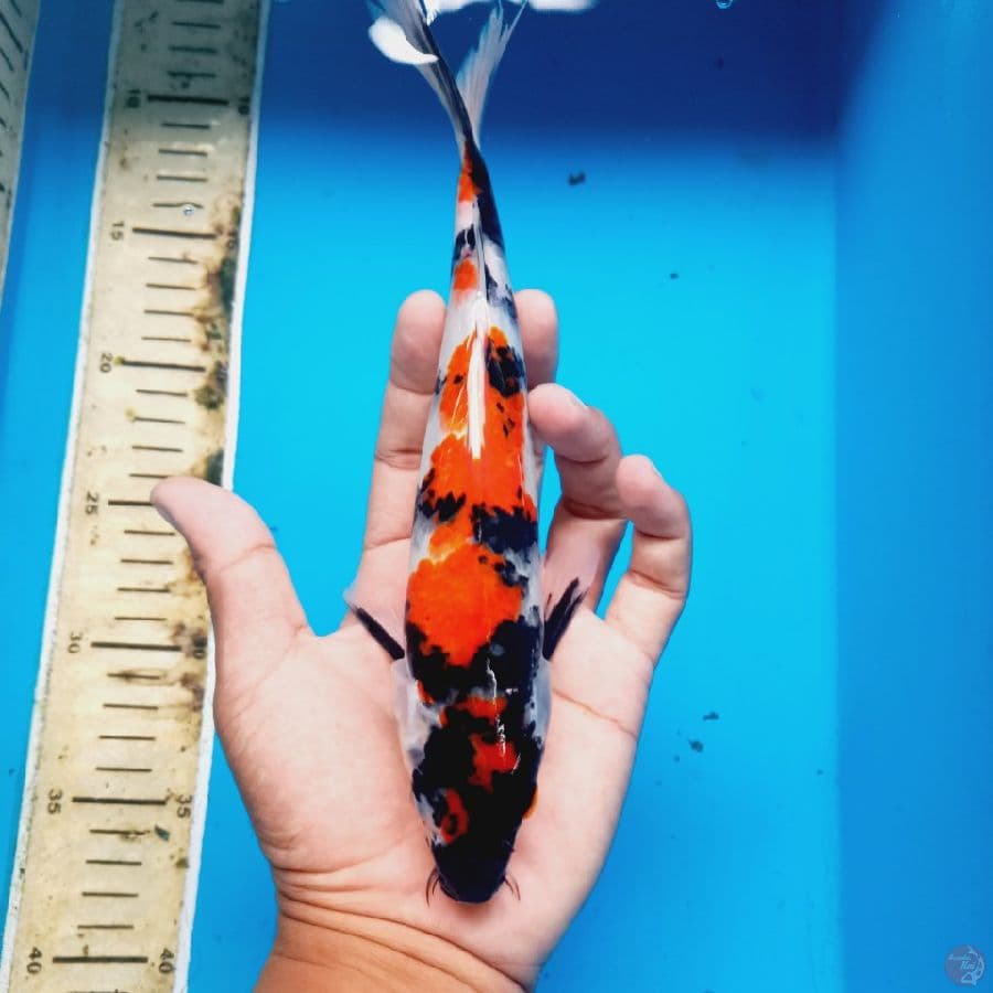 SHOWA//25 CM