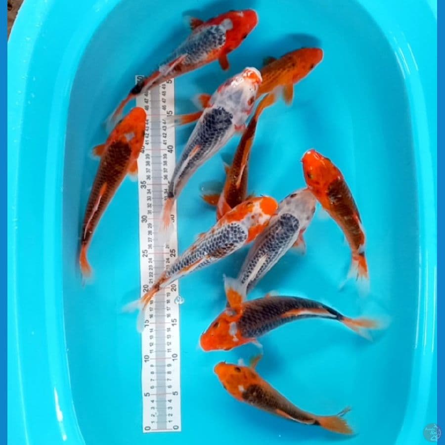 paket mix//10 ekor/ 22-29 cm