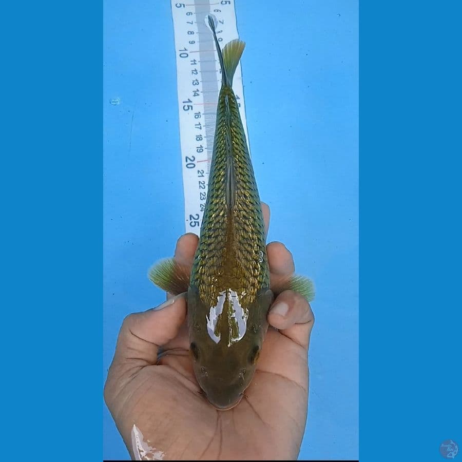 midori gindtin size : 24 cm jantan
