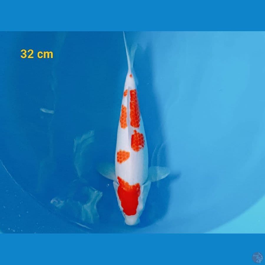 kohaku 32 cm