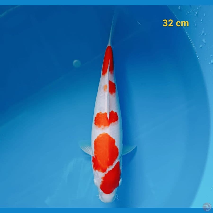 kohaku 32 cm