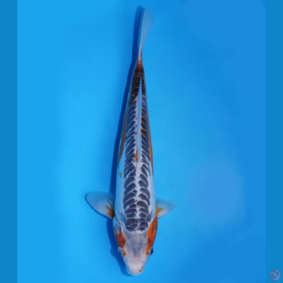 Shusui 32cm (HQ)
